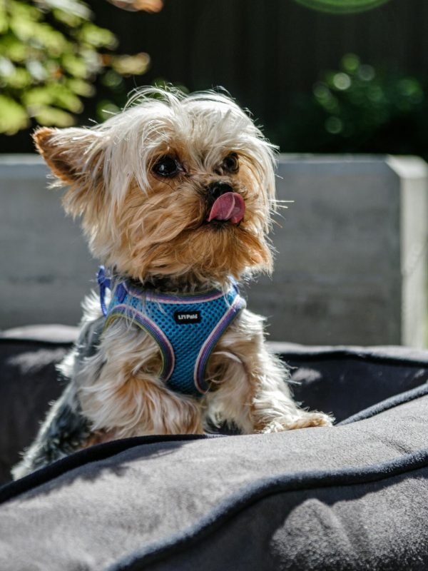 pexels-impact-dog-crates-1789722873-28860723